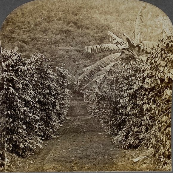 Antique 1900 Stereoview Photo Card Coffee Banana Hacienda Orizaba Mexico Keyston - Picture 8 of 8
